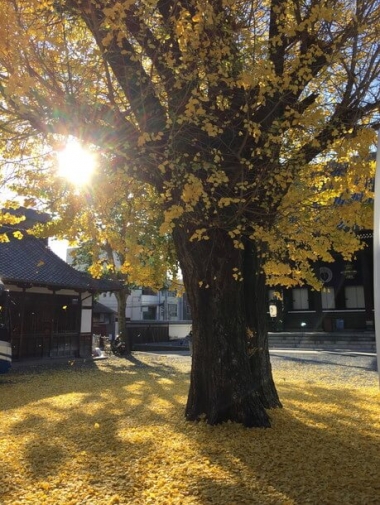 銀杏の大木