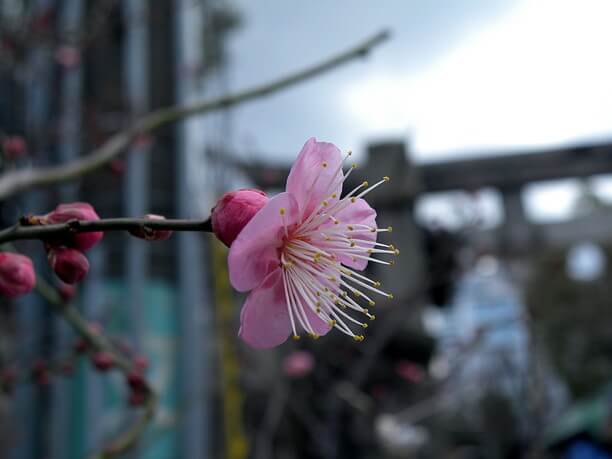 梅の花