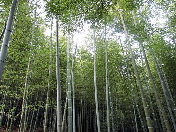 嵯峨野竹林