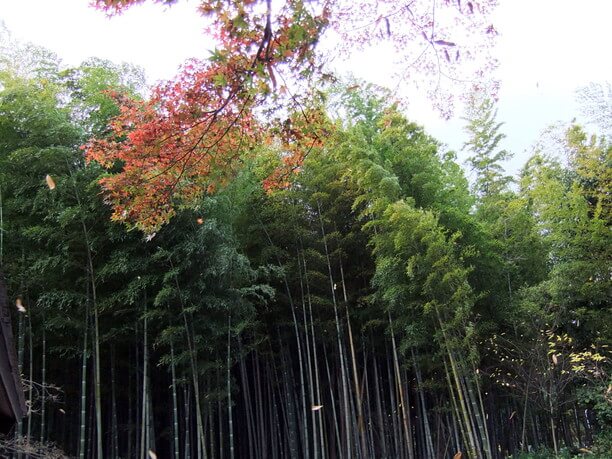 秋の嵯峨野竹林