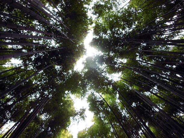 竹林から見上げた空