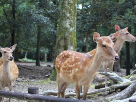 多くの鹿たち