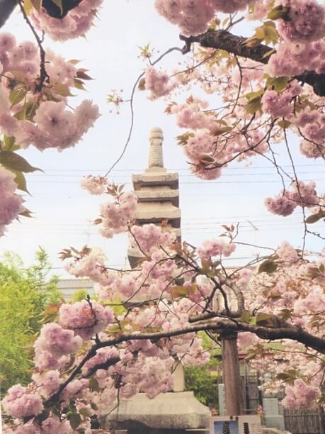 ゑんま堂普賢象桜