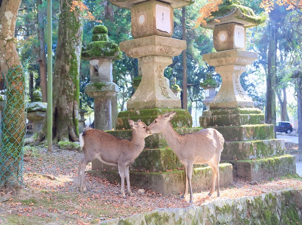 公園 奈良