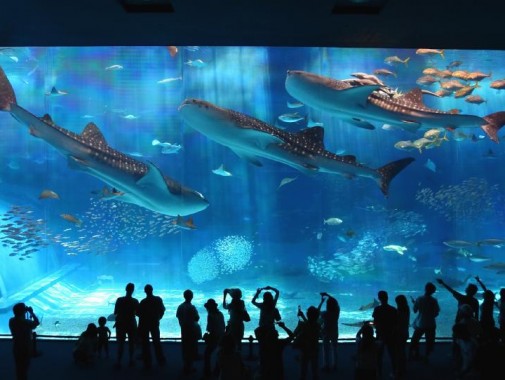 美ら海水族館_01