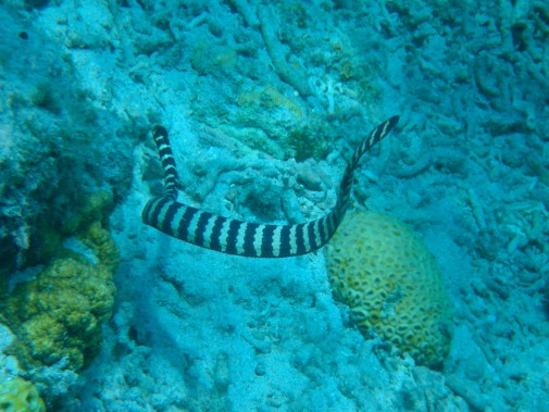 泳ぐウミヘビ