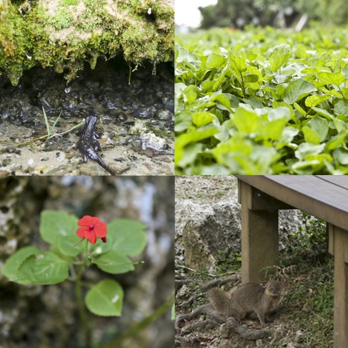 草に水が滴る様子