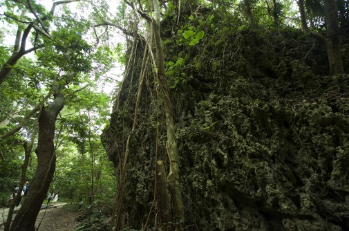 斎場御嶽の自然