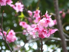 桜の花のアップ写真