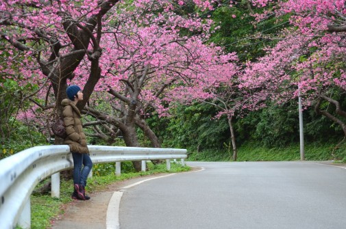 花見の道