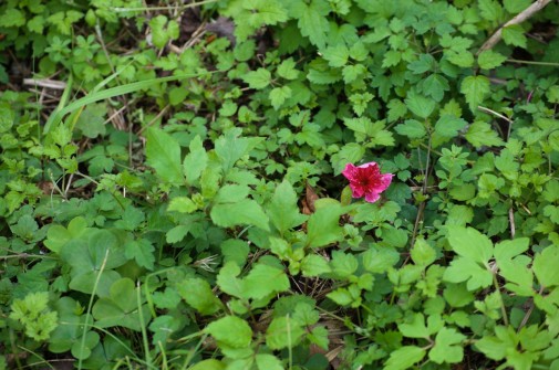 草木に生える花