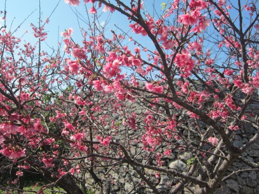 沖縄の桜