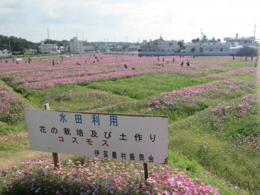 冬の沖縄のコスモス