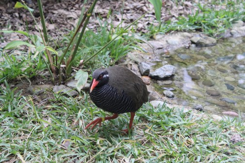 アップの天然のヤンバルクイナ