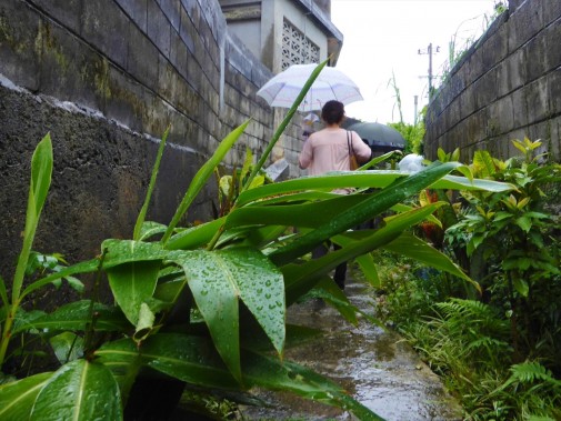 雨の日の小道