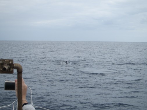 クジラが出てきそうな海_02