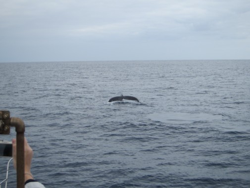 海面から見えるクジラのしっぽ