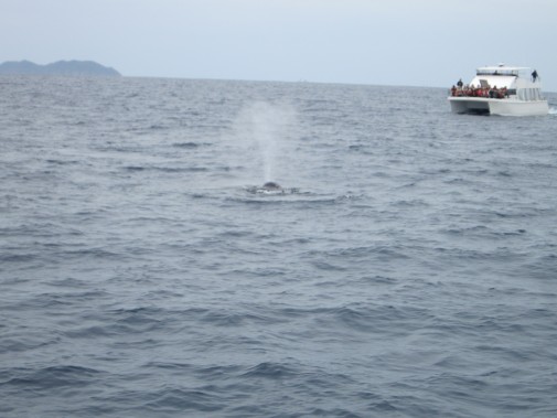 クジラがもぐった水しぶき