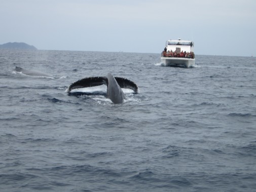 海面から見えるクジラのしっぽ_02