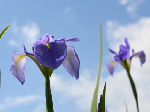 オクラレルカの花