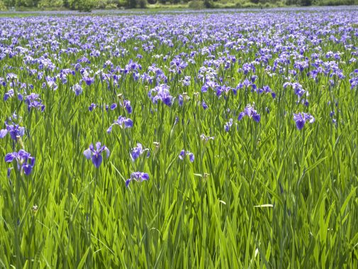 一面のオクラレルカの花