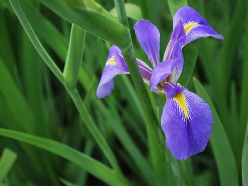 オクラレルカの花のアップ