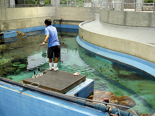 魚のエサやり