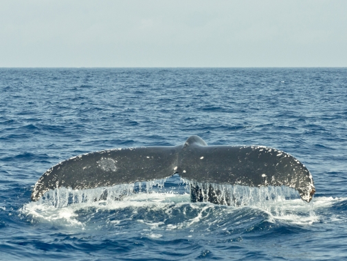 海面に出たクジラのしっぽ