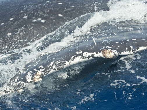 白く跡ののこったクジラのひれ