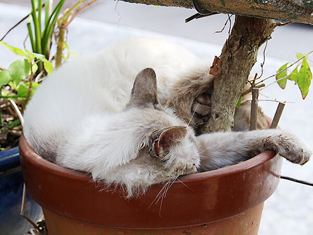 南窯（フェーヌカマ）の飼い猫