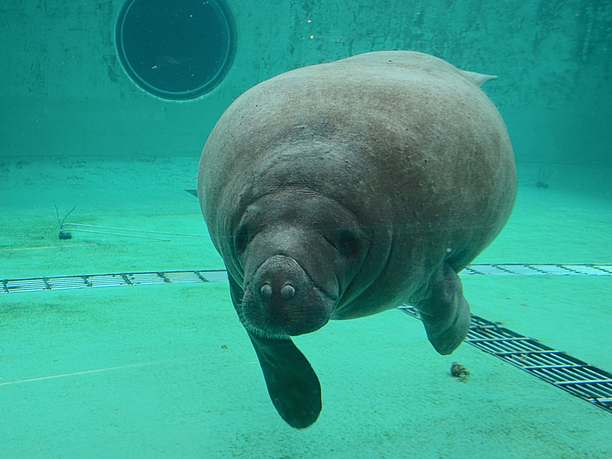 マナティー赤ん坊のような魚と呼ばれる