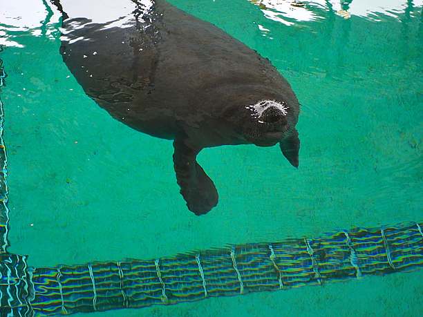 無邪気さに溢れ高貴で優しいマナティー