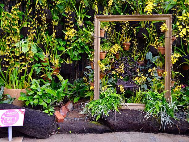 熱帯の水生植物たち