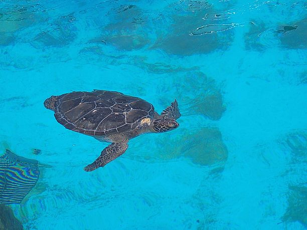 海洋博公園。うみがめ館