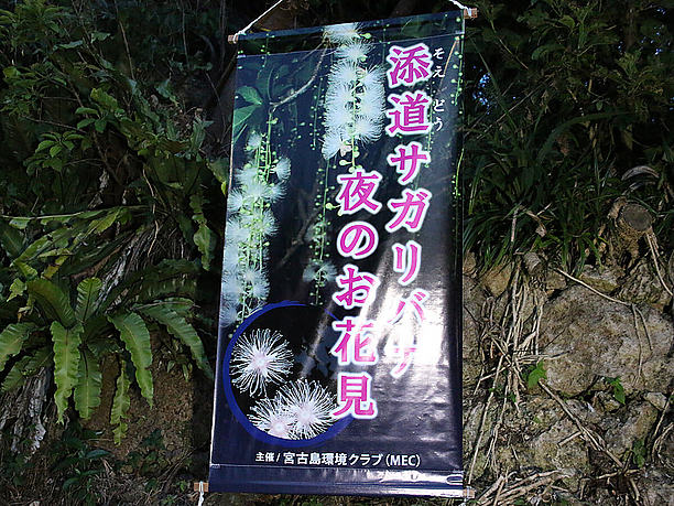 宮古島環境クラブさんによる 「サガリバナ夜のお花見会」