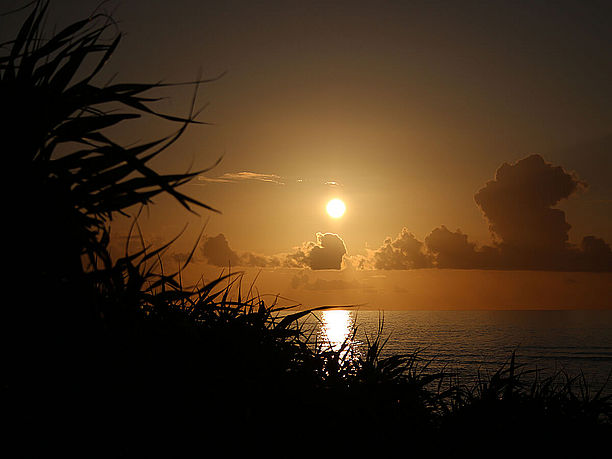 アダンの茂みと夕日