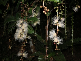 枝から垂れ下がる花序