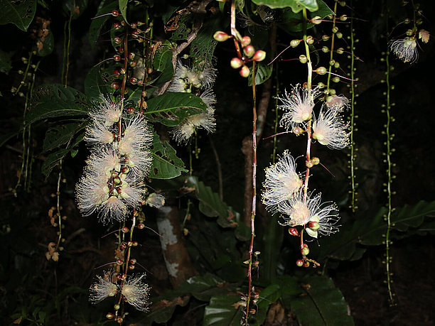 枝から長さ60cmほどの花序が垂れ下がる