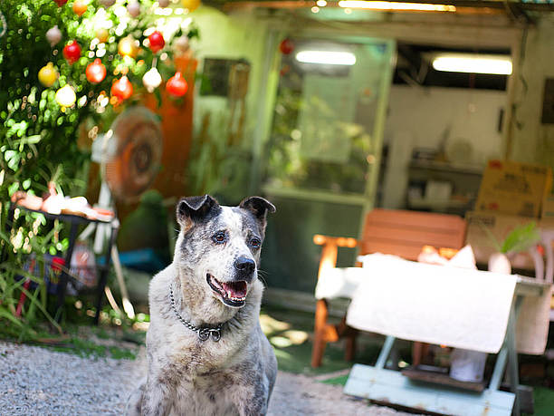 看板犬の「ジン」