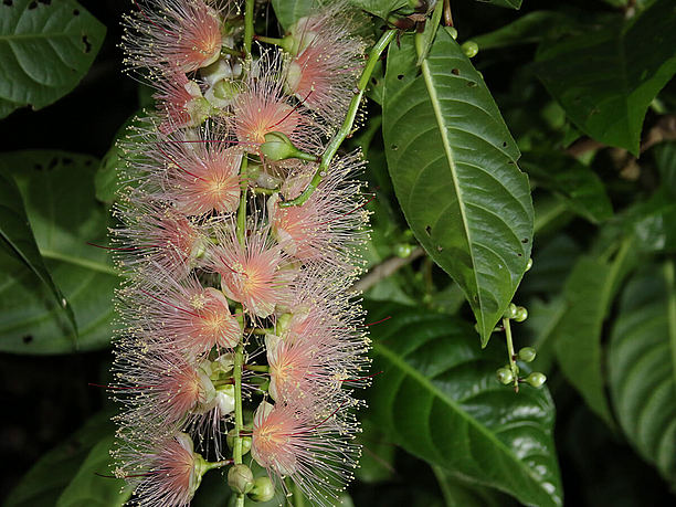 花は直径3cmほどの大きさ