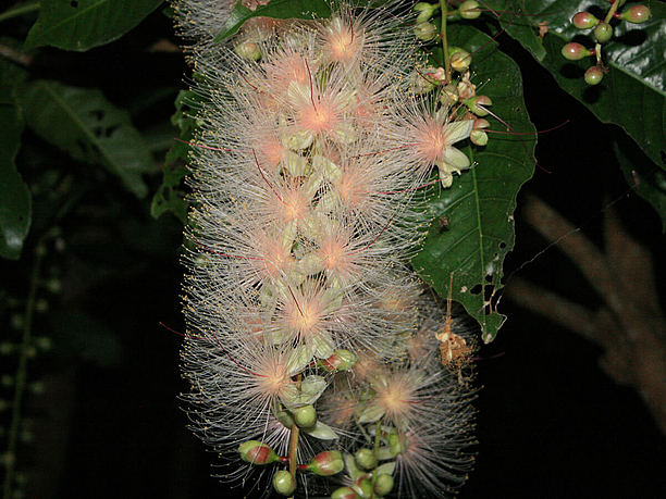 花が完全に開花した状態