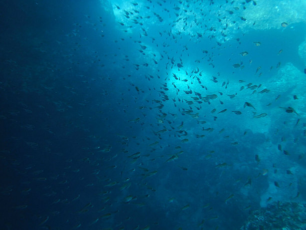 多彩な熱帯魚達2