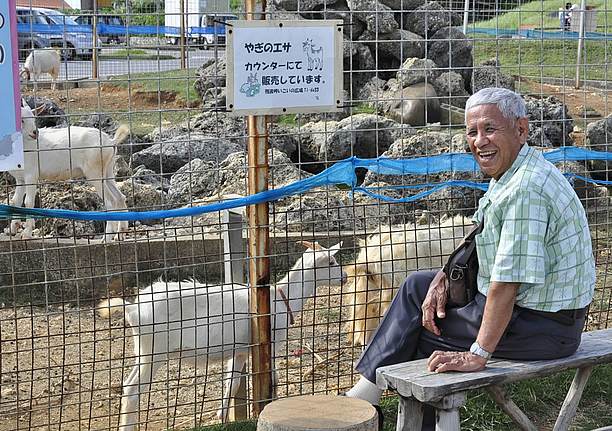 プチ動物園で飼育しているヒージャー(ヤギ)