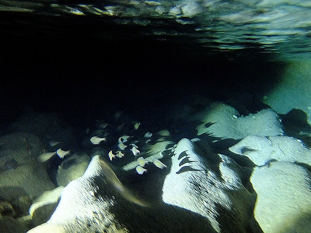 暗い洞窟内でも、沢山の魚が群れて泳いでいる