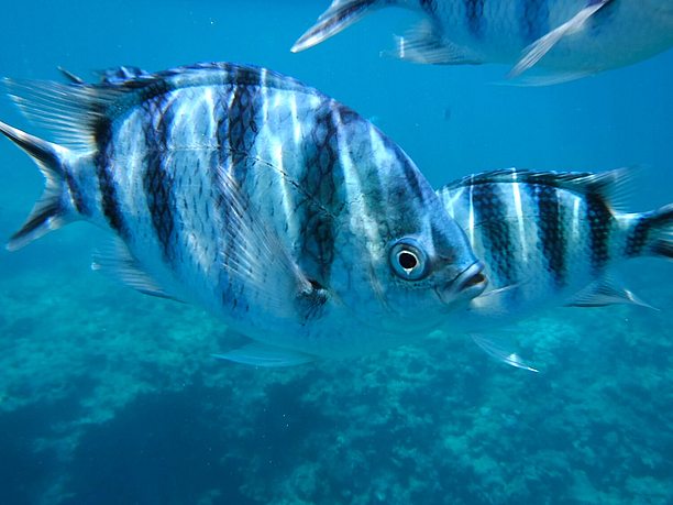 多彩な熱帯魚達5