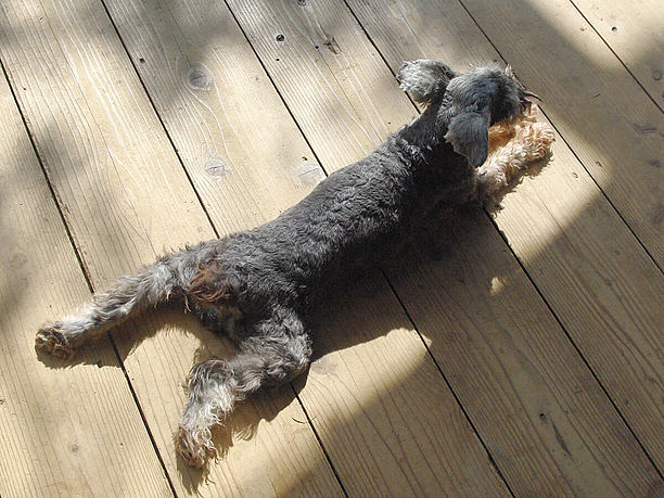 お昼寝中の犬たち