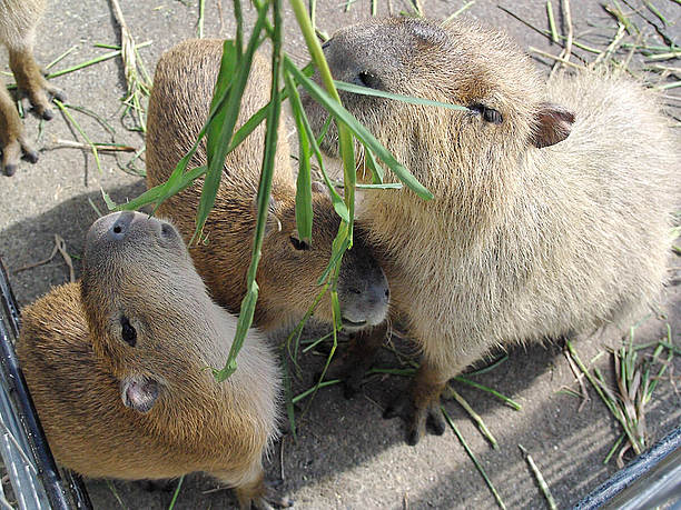 カピパラは餌やりができる