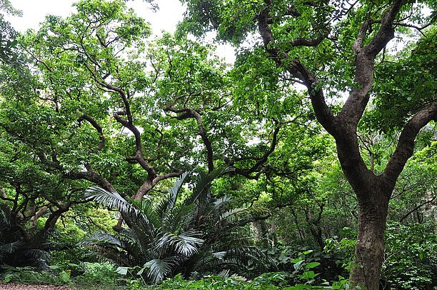 植物達が深い森を形成する