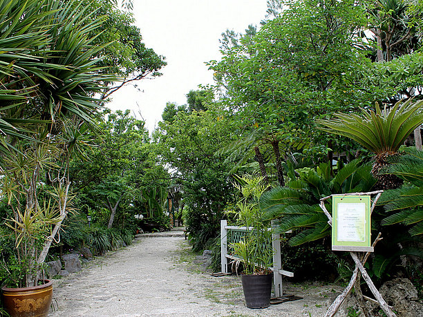 南国らしい植物と石畳の通路