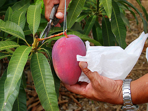 収穫中のマンゴー